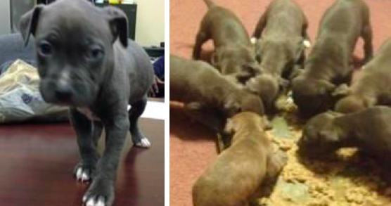 One puppy recovered after Craigslist robbery - CHPN