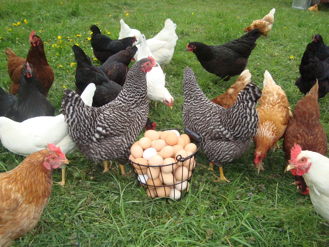 East End Library Hosting A FREE Class on Raising Urban Chickens - CHPN αβγά